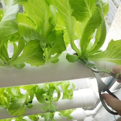 Tubi in PVC rotondo di spessore standard Sistema NFT idroponico per la coltivazione del giardino